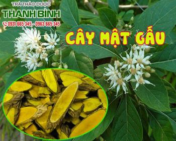 Mua cây mật gấu giá rẻ uy tín chất lượng nhất ở đâu?