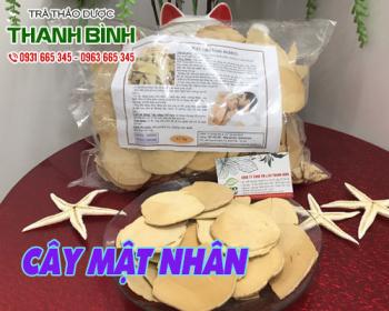 Mua bán cây mật nhân tại quận 8 có tác dụng giúp giảm đau lưng