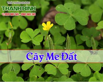 Mua bán cây me đất tại quận 1 có tác dụng điều trị sốt cao, viêm họng