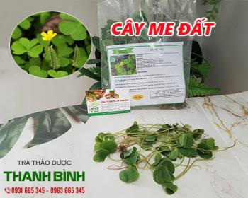 Mua bán cây me đất ở quận bình tân có tác dụng điều trị viêm gan