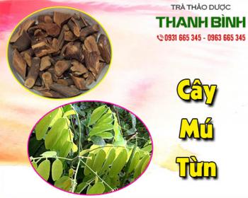 Mua bán cây mú từn tại huyện thanh trì giúp tăng cường sinh lý, bồi bổ cơ thể
