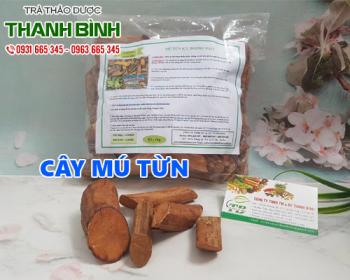 Mua bán cây mú từn tại quận 1 sử dụng giúp tăng cường sinh lý