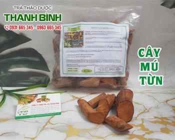 Mua bán cây mú từn tại quận tây hồ trị chứng suy giảm sinh lý tốt nhất