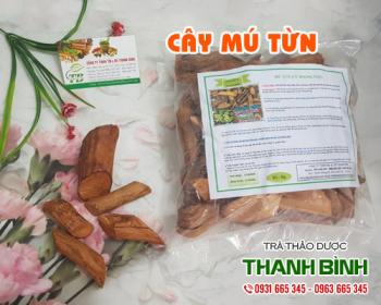 Mua bán cây mú từn tại huyện chương mỹ điều trị đau nhức xương khớp