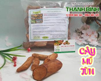 địa điểm bán cây mú từn tại hà nội giúp giảm đau nhức mỏi tốt nhất