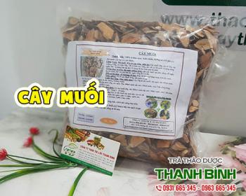 Mua cây muối ở đâu tại tphcm?