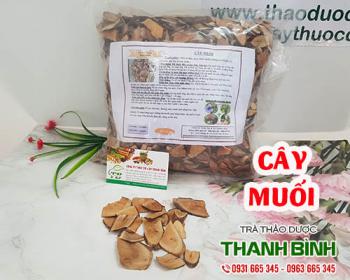 Cây muối [trị viêm thận cách sử dụng] địa chỉ bán giá rẻ ở đâu?