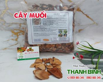 Mua bán cây muối tại quận 11 có tác dụng điều trị ho kèm máu rất tốt