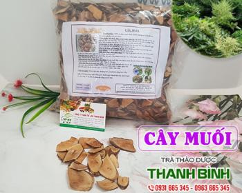 Mua bán cây muối tại quận hai bà trưng giúp thanh nhiệt cơ thể rất tốt