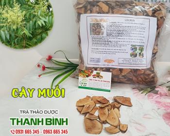 Mua bán cây muối tại khánh hòa có tác dụng trị viêm thận an toàn nhất