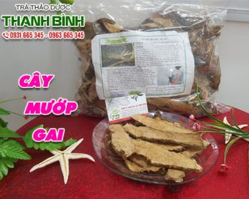 địa điểm bán cây mướp gai giúp thanh nhiệt uy tín chất lượng nhất