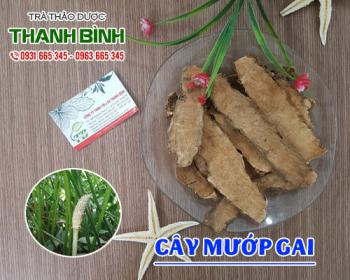 Mua bán cây mướp gai tại huyện thanh oai điều trị đau nhức xương khớp