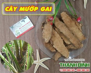 Mua bán cây mướp gai tại quận 8 có tác dụng điều hòa huyết áp