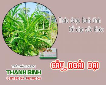 Mua bán cây ngải dại ở quận bình tân giúp điều trị bệnh á sừng, giảm ngứa