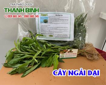 Mua bán cây ngải dại tại quận 12 giúp loại bỏ các độc tố trong cơ thể