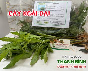 Mua bán cây ngải dại tại tphcm uy tín chất lượng giá tốt nhất