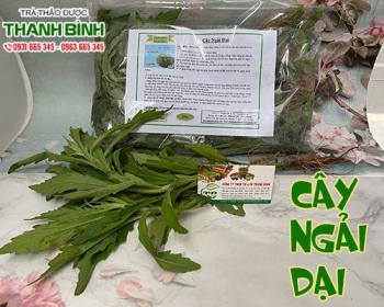 Cây ngải dại [tác dụng trị bệnh ngoài da, cách dùng] địa chỉ bán giá rẻ?