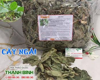 Mua bán cây ngái tại huyện sóc sơn có tác dụng điều trị mụn nhọt