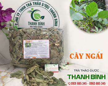 Mua bán cây ngái tại bình phước giúp ngăn ngừa mệt mỏi gây ra suy nhược