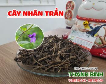 Mua bán cây nhân trần tại huyện đan phượng giúp lợi mật và mát gan