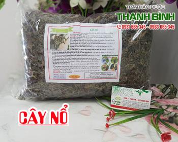 Tác dụng của cây nổ trong điều trị nóng trong, bí tiểu hiệu quả nhất