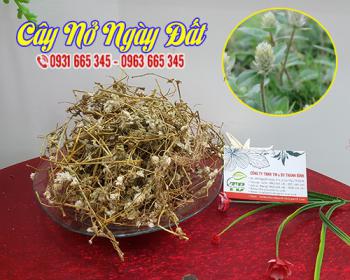 Cây nở ngày đất - hỗ trợ trị bệnh gout và giúp giảm đau nhức xương khớp hiệu quả