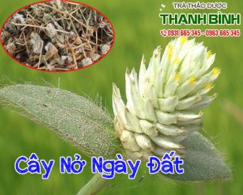 Tác dụng của cây nở ngày đất trong chữa bệnh gout hiệu quả nhất