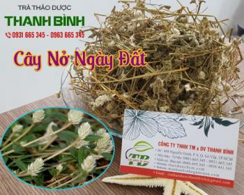 Mua bán cây nở ngày đất tại quận 12 phòng và ngăn ngừa sỏi tiết niệu