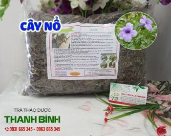 Mua bán cây nổ tại quận 10 điều hòa đường huyết và huyết áp