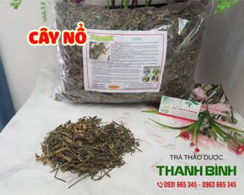 địa điểm bán cây nổ điều trị viêm dạ dày tá tràng hiệu quả tốt nhất