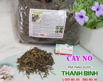 Mua bán cây nổ tại quận hà đông có tác dụng kích thích ra mồ hôi