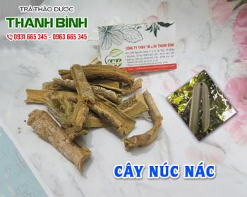 Mua bán cây núc nác tại huyện đông anh có công dụng hỗ trợ điều trị ho
