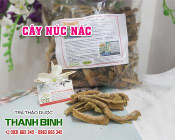 địa chỉ bán cây núc nác trong chữa viêm đường tiết niệu hà nội uy tín nhất
