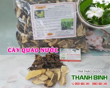 Mua bán cây quao nước tại huyện đan phượng dùng làm thuốc súc miệng