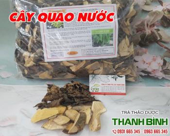 Mua bán cây quao nước ở quận gò vấp giúp nhuận gan và lợi mật