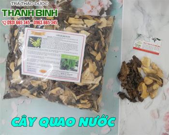 Mua bán cây quao nước tại quận 12 có thể hỗ trợ điều trị xơ gan
