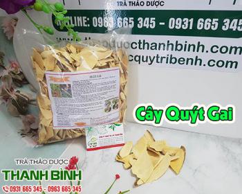 Cây quýt gai [tác dụng trị viêm thận, cách dùng] địa chỉ bán giá rẻ?
