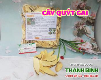 Tác dụng của cây quýt gai trong điều trị viêm thận hiệu quả nhất