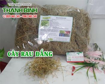 Mua bán cây rau đắng tại quận tây hồ cải thiện tình trạng trướng bụng