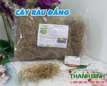 Mua bán cây rau đắng ở huyện bình chánh giúp điều hòa đường huyết hiệu quả