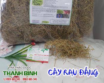 Cây rau đắng quen thuộc và những lợi ích cho sức khỏe