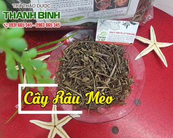 Cây râu mèo hỗ trợ bài tiết sỏi và giúp lợi tiểu hiệu quả