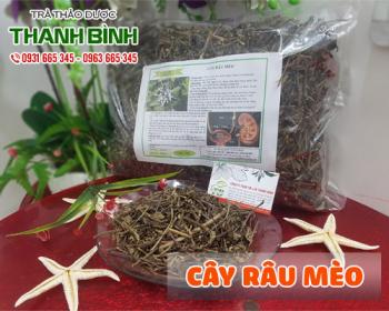 Mua bán cây râu mèo tại quận hoàng mai ngăn hình thành sỏi bàng quang