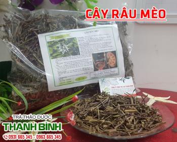 địa điểm bán cây râu mèo giúp thanh nhiệt cơ thể uy tín chất lượng nhất