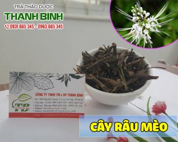 Mua bán cây râu mèo tại huyện hoài đức trị viêm thận và viêm bàng quang