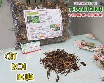 Cây roi ngựa [tác dụng, cách dùng] địa chỉ mua bán tốt nhất?