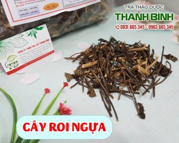 Mua bán cây roi ngựa tại quận 12 hỗ trợ kích thích tiêu hóa và mát gan