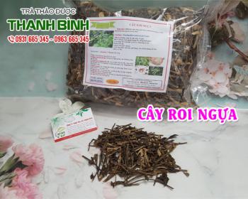 Mua bán cây roi ngựa tại quận thanh xuân sử dụng để giải cảm và hạ sốt
