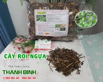 Mua bán cây roi ngựa tại sơn tây giúp giải độc gan và thanh nhiệt cơ thể