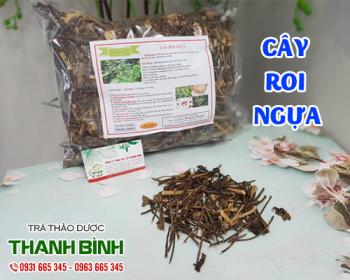 Mua bán cây roi ngựa ở quận thủ đức giúp mát gan, thanh lọc cơ thể